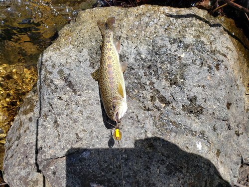 Lime creek rainbow 8.8.20.jpg