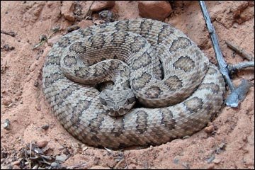 midgetfadedrattlesnake.jpg