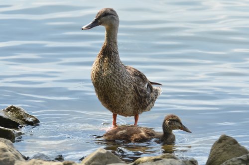 DSC_0043.JPG