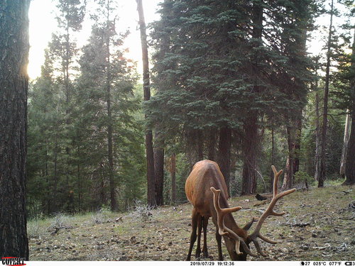 bull6.JPG