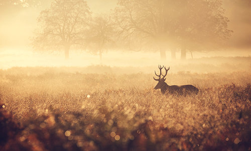 Hunting_Elk_Photo.jpg