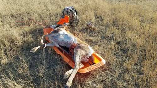 Pronghorn-drag-2019.jpg