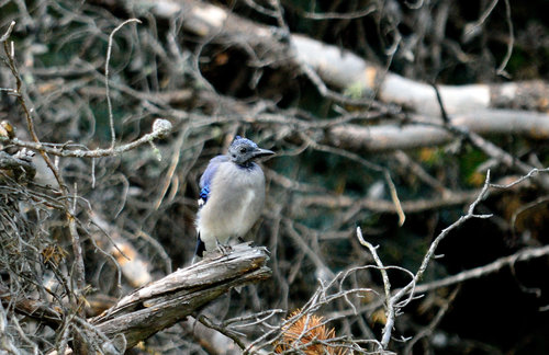 DSC_3067_430.JPG