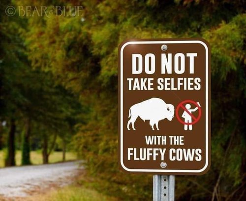 fluffycowsign.jpg