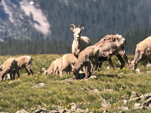 Pecos Ewes.jpg