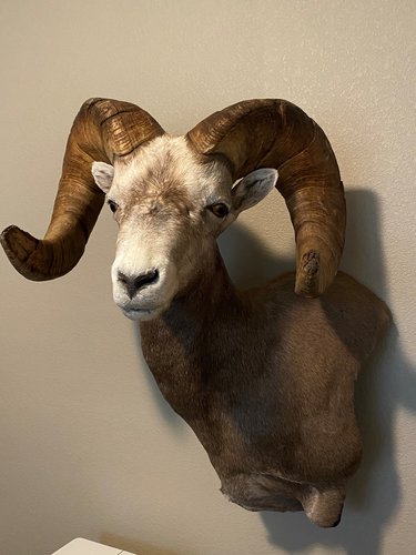 Sheep Mount 2.jpg