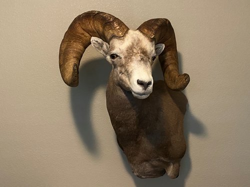 Sheep Mount.jpg