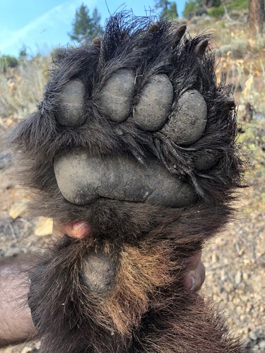 bear paw.jpg bear paw.jpg