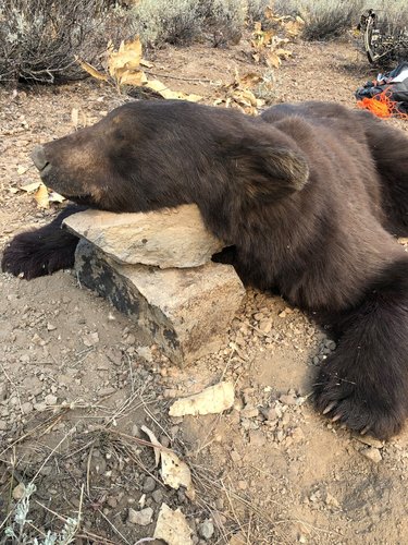 bear4.jpg bear4.jpg