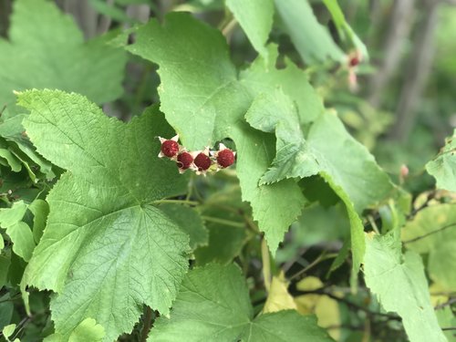 E288261B-3B1D-4CF2-8B8A-4E449765B099.jpeg