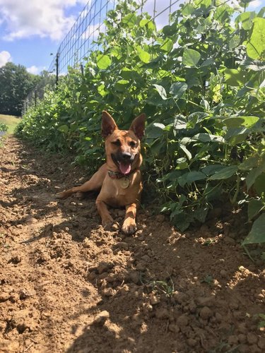 Bridger in the beans.jpg