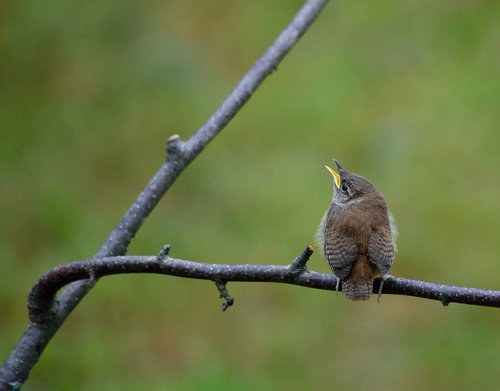 DSC_3125_442.JPG