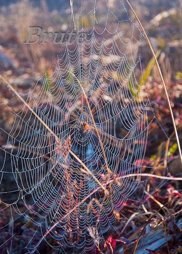 Spider Web  a-5201.jpg