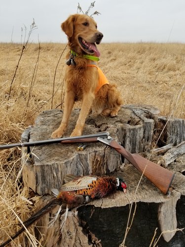 Gus on a stump with bird  End of 2017-18 season.jpg