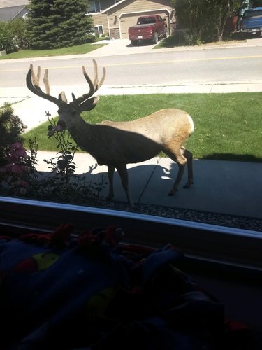 YARD BUCK.jpg