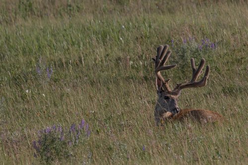 Neighborhood buck2.jpg