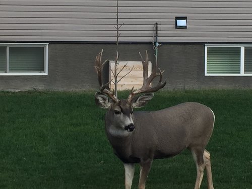 resident mulie.jpg