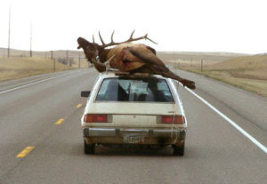 elk on roof.jpg