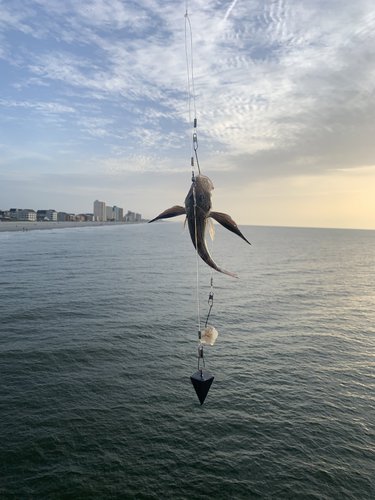 FFB7643B-60C1-4ECC-B264-7A965D549891.jpeg FFB7643B-60C1-4ECC-B264-7A965D549891.jpeg