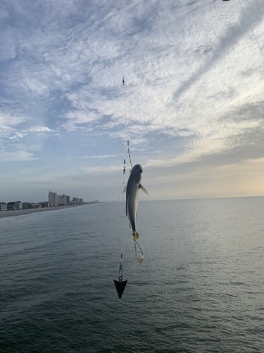 0AF268B1-5DE0-47F3-B26F-FF692E5E1B05.jpeg 0AF268B1-5DE0-47F3-B26F-FF692E5E1B05.jpeg