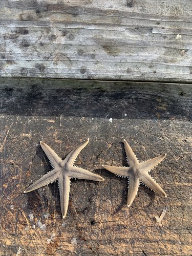 E8A085D8-6363-4E1B-B232-C24F92DEDB8C.jpeg E8A085D8-6363-4E1B-B232-C24F92DEDB8C.jpeg