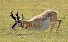 nimmoantelope.jpg nimmoantelope.jpg