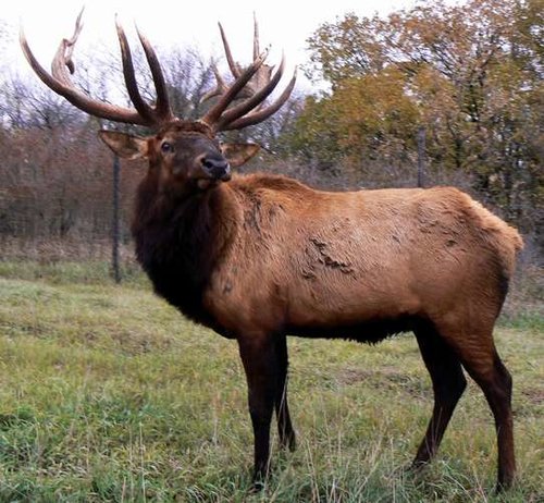 elkfarm.jpg elkfarm.jpg