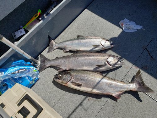 Columbia kings 8.26.20.jpg