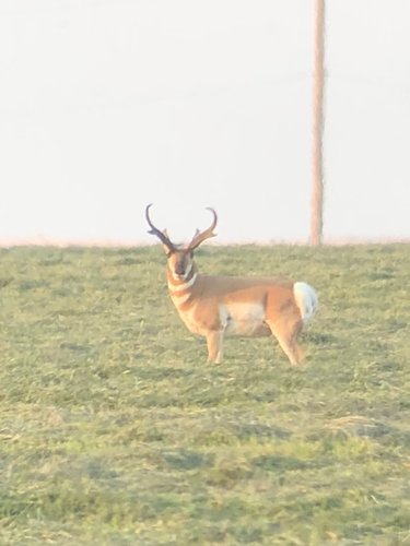 antelope buck.jpg