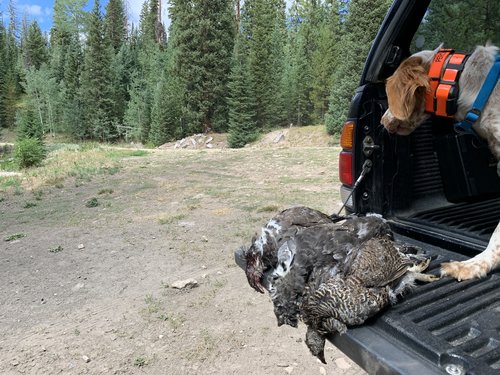 percy 1st limit.JPG percy 1st limit.JPG