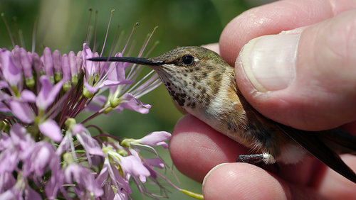 Rufous-AHY-female.jpg