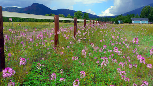 Rocky-Mountain-Bee-Plant (2).jpg Rocky-Mountain-Bee-Plant (2).jpg