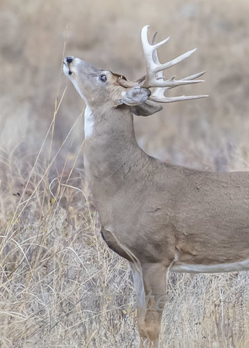 Whitetail  October 2017 a-5626.JPG