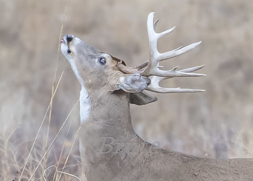 Whitetail October 2017 a-5627.JPG