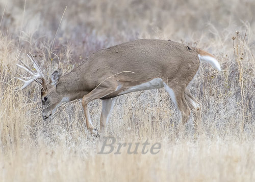 Whitetail October 2017 a-5638.JPG