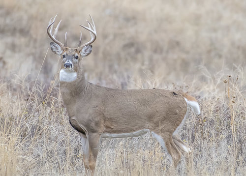 Whitetail  October 2017 a-5632.JPG