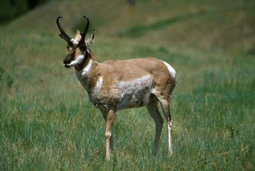antelope4.jpg