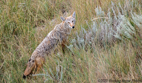 _DSC3562_Coyote Flat Web.jpg