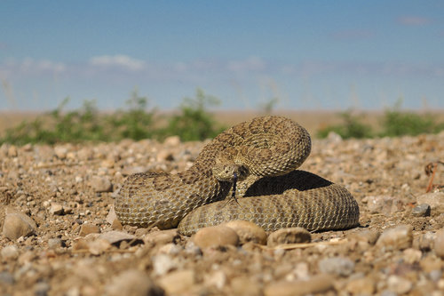 Rattlesnake-7.jpg