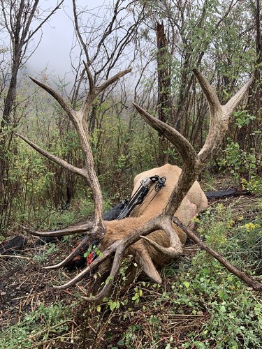 6FE7583B-746F-4AA0-A7D9-1B91D6F2E052.jpeg 6FE7583B-746F-4AA0-A7D9-1B91D6F2E052.jpeg