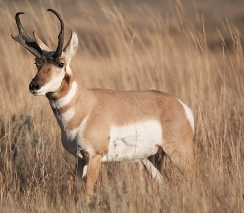 antelope2020.jpg