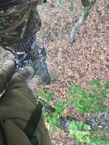 Tree Stand.JPG Tree Stand.JPG