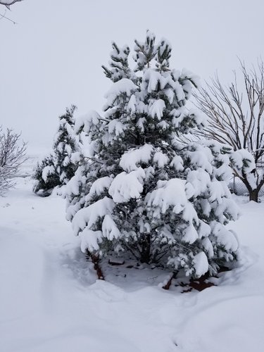 snow.jpg snow.jpg