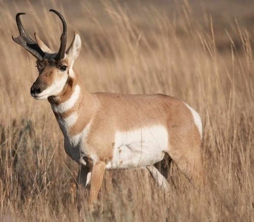 antelope2020.jpg antelope2020.jpg