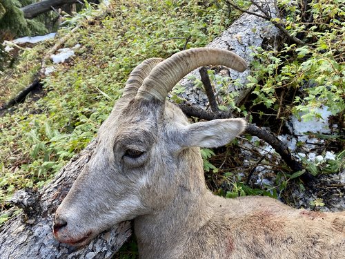 229E6181-5F52-41C7-A40B-D49B0F3DFAF5.jpeg 229E6181-5F52-41C7-A40B-D49B0F3DFAF5.jpeg