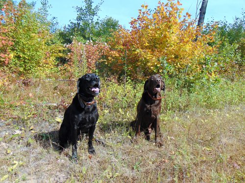 Sayner and Tank in Burnett County Forest.JPG