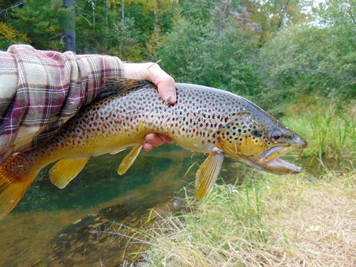 17 in Brown Trout North Fork Clam River.JPG