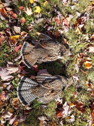 IMG_20171017_113611568_HDR.jpg IMG_20171017_113611568_HDR.jpg