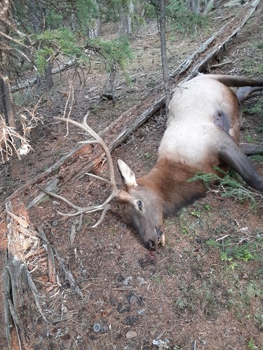 2020Elk.jpg