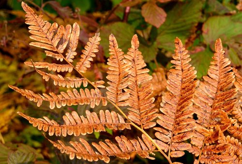 DSC_3998_527re.JPG DSC_3998_527re.JPG